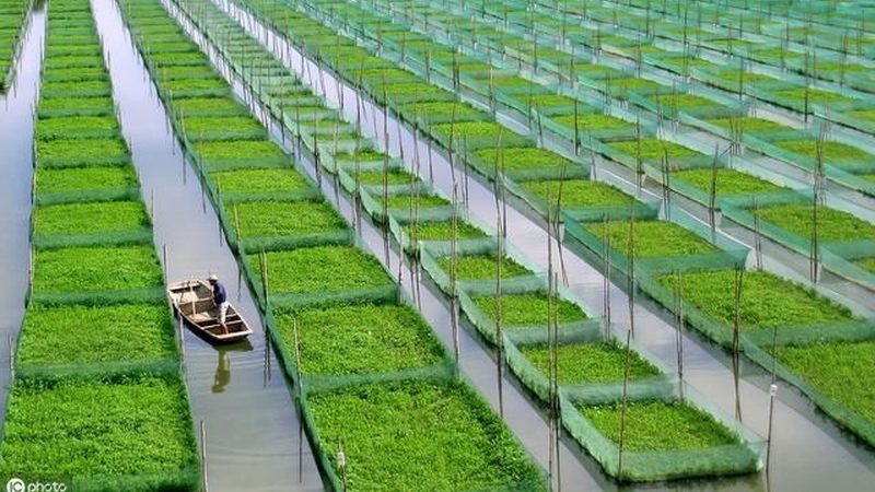 大棚农业种植技术哪家好