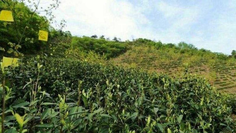 科学施肥，助力农业增产增收