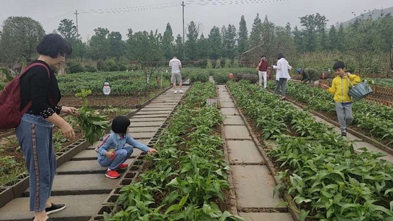 无人机植保服务代理：如何选择与实施