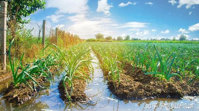 四川农业种植技术推广站：上班时间与工作内容解析**